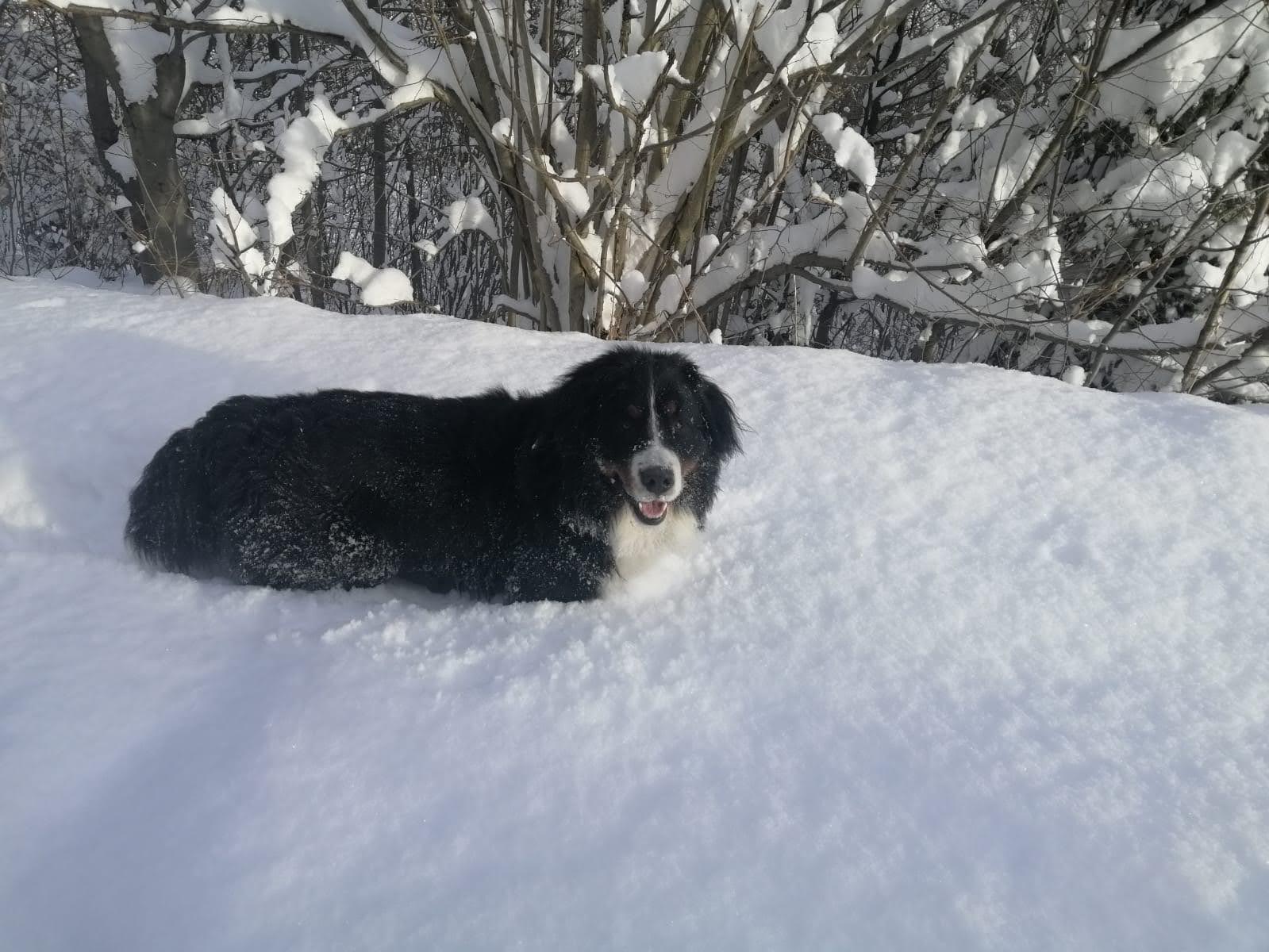dog in the snow